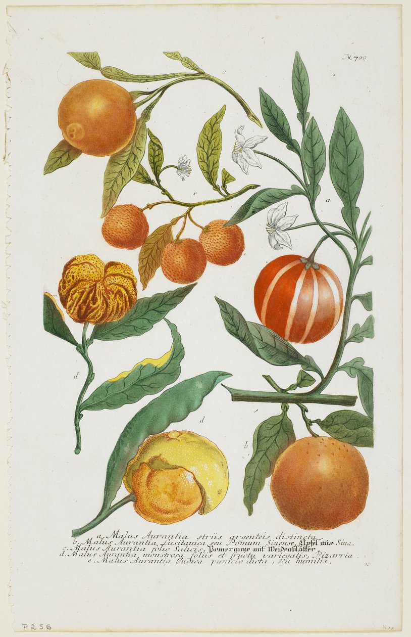 a-e Malus Aurantia etc., z Phytanthoza Iconographia, 1735-45 autorstwa Johann Jakob Haid