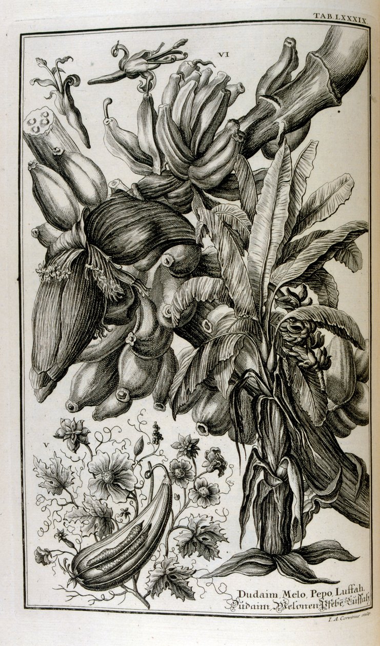 Biblijne rośliny i owoce, w tym mandragora i melon autorstwa Johann Jakob Scheuchzer