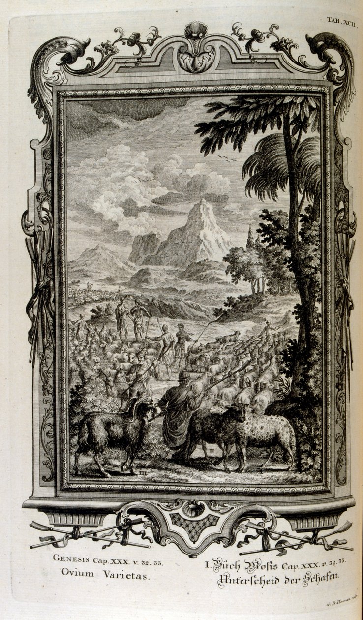 Biblijne odmiany owiec autorstwa Johann Jakob Scheuchzer