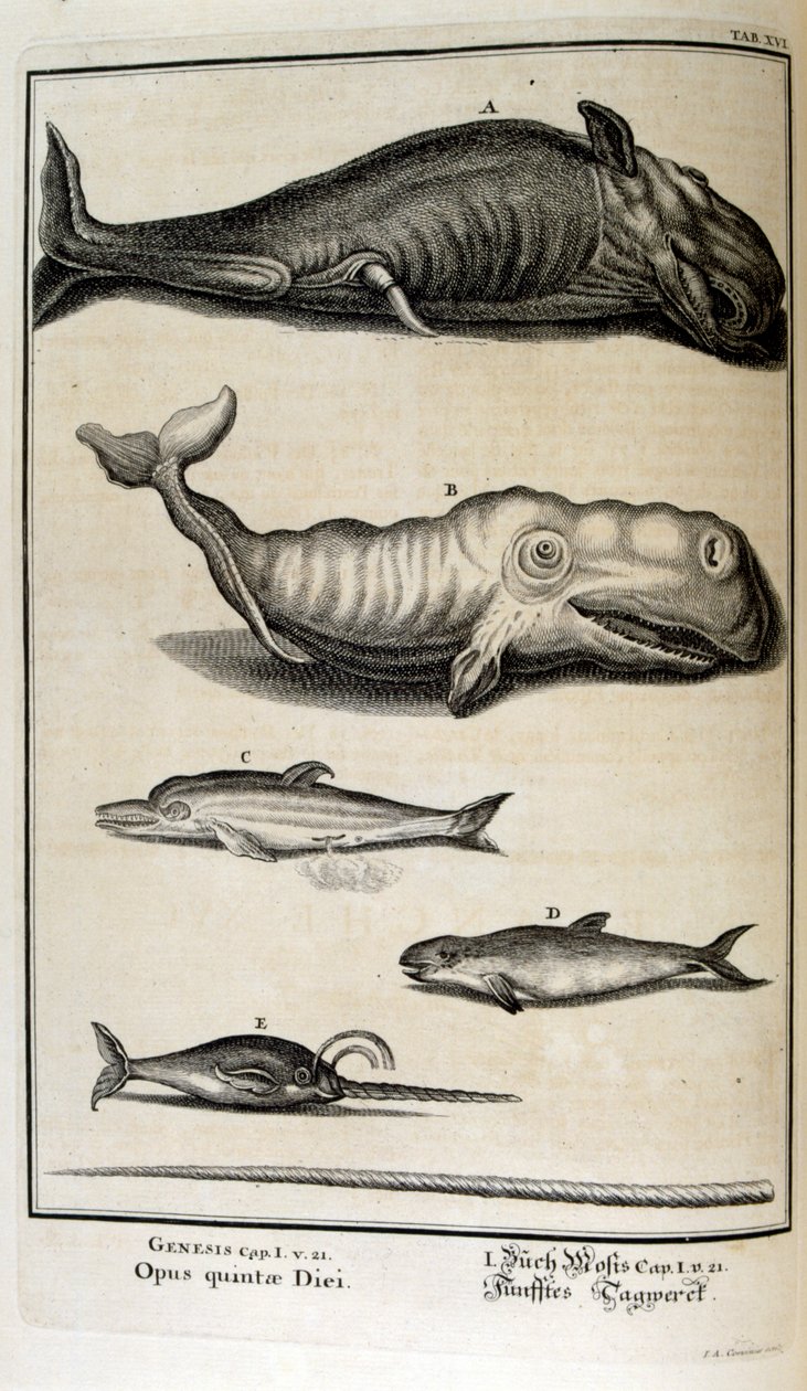 Miedzioryt z „Physica Sacra” szwajcarskiego uczonego. Johanna Jakoba Scheuchzera autorstwa Johann Jakob Scheuchzer