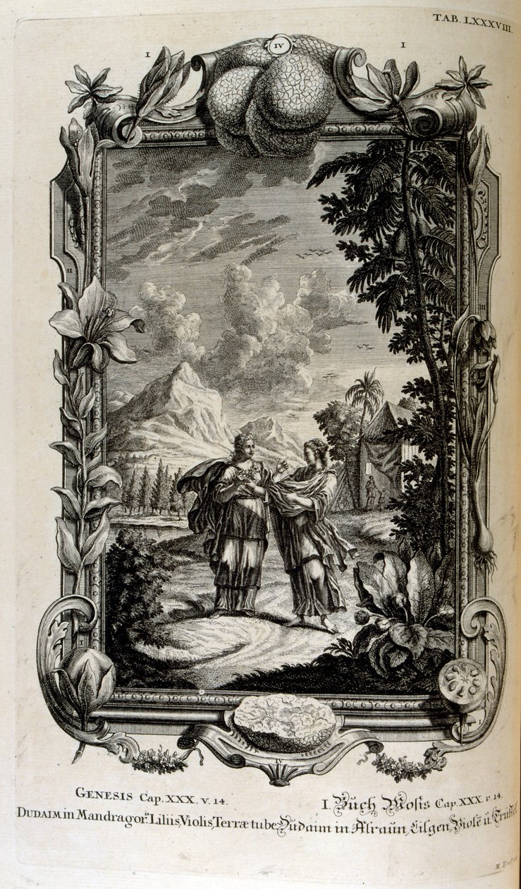Roślina Mandragora. Często nazywana jest mandragorą autorstwa Johann Jakob Scheuchzer