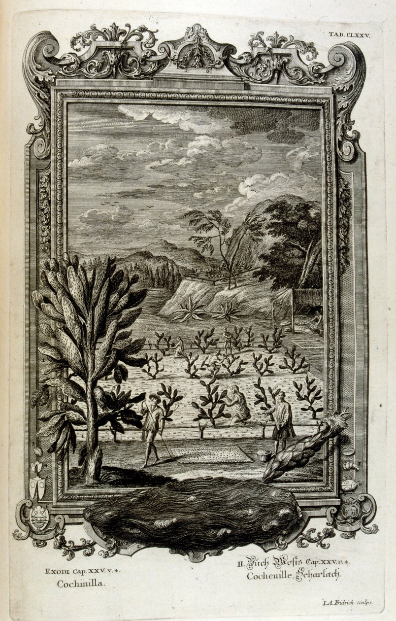 uprawa kaktusów autorstwa Johann Jakob Scheuchzer
