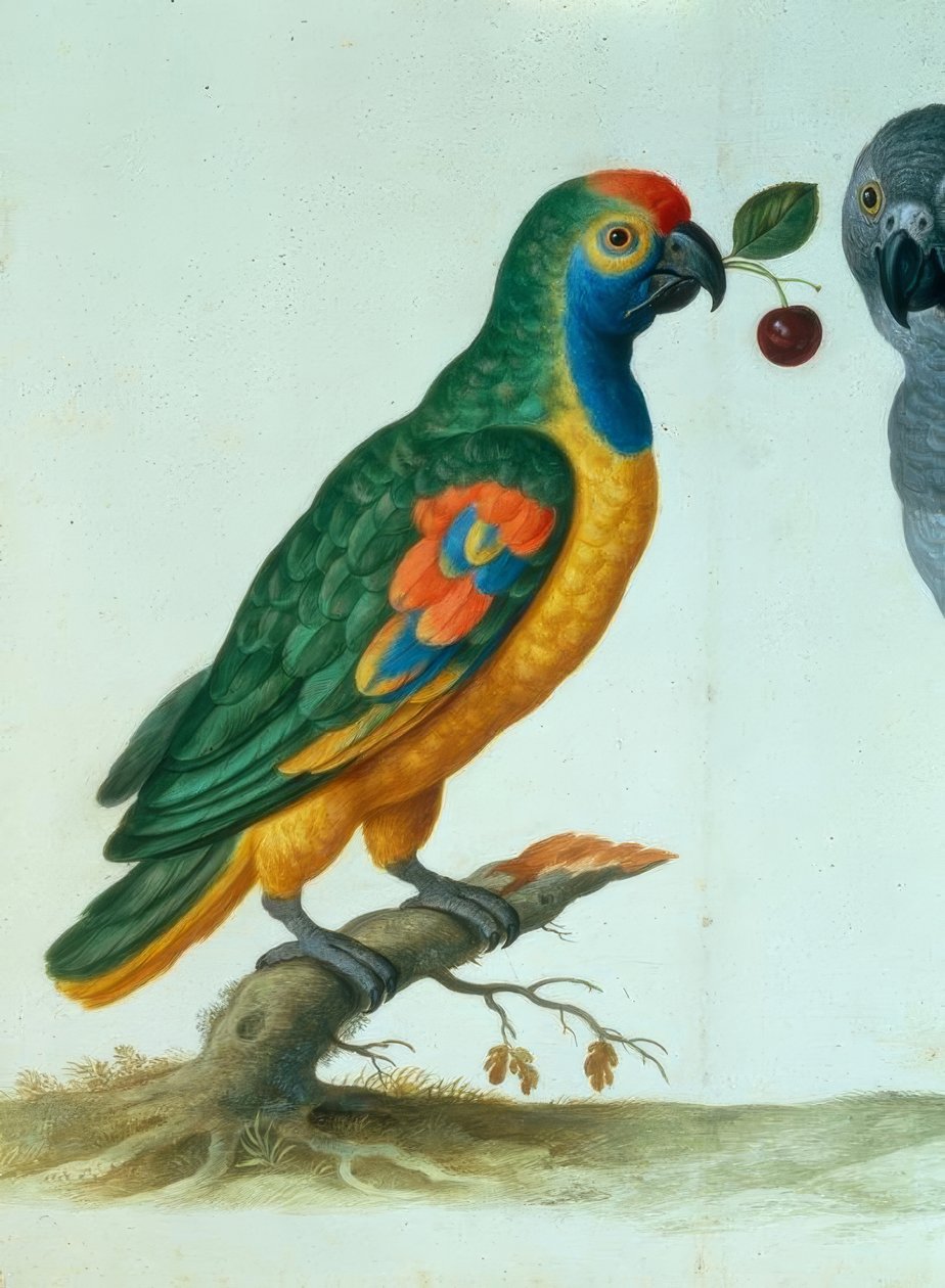Papuga amazońska / Walther autorstwa Johann Jakob Walther