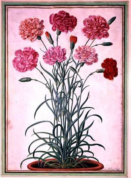 Gvazdikai, augantys iš vazono, lėkštė 25 iš Nassau Florilegium (akvarelė ant popieriaus)poli autorstwa Johann Jakob Walther