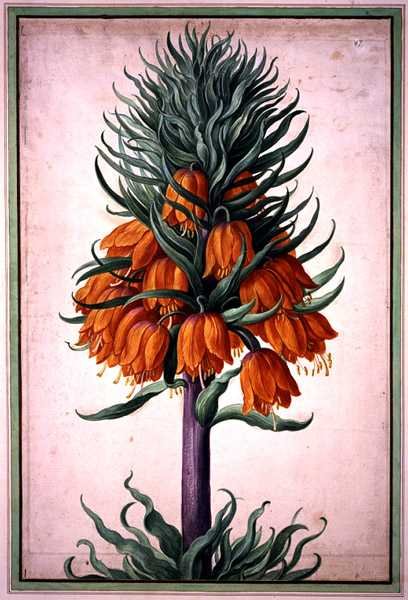 Fritillaria imperialis (korona cesarska) płyta 25 z Nassau Florilegium (akwarela na papierze) autorstwa Johann Jakob Walther