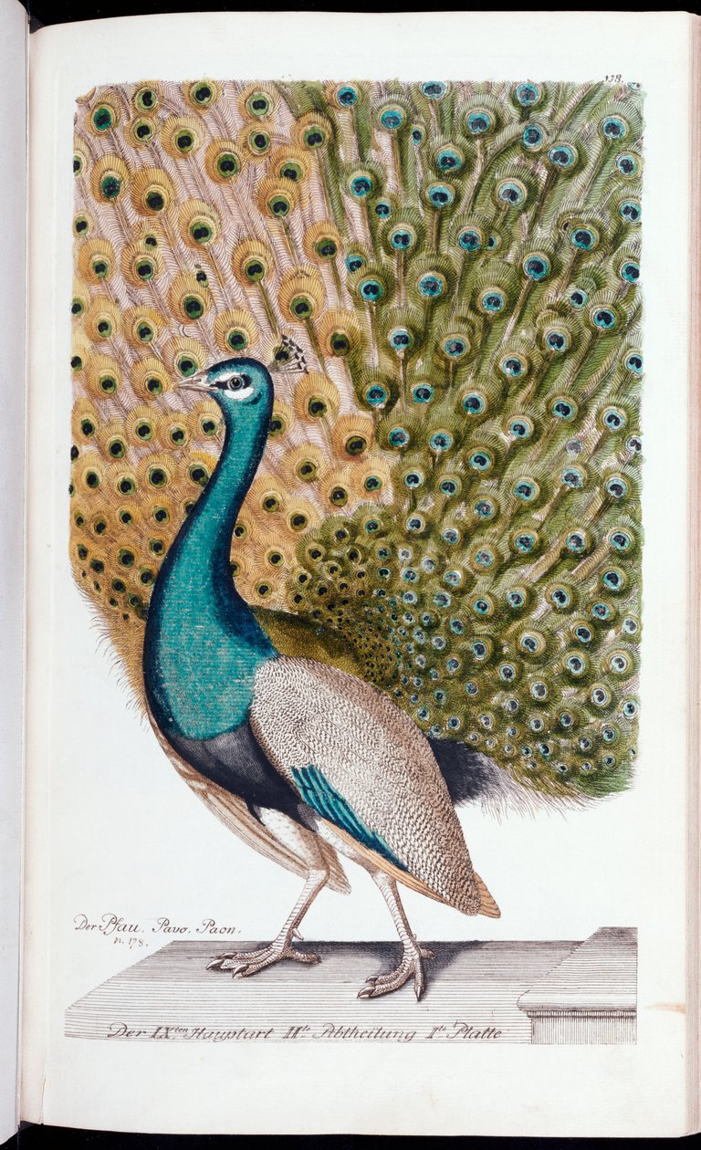 Samiec pawia na pełnym ekranie, 1763 autorstwa Johann Leonhard Frisch