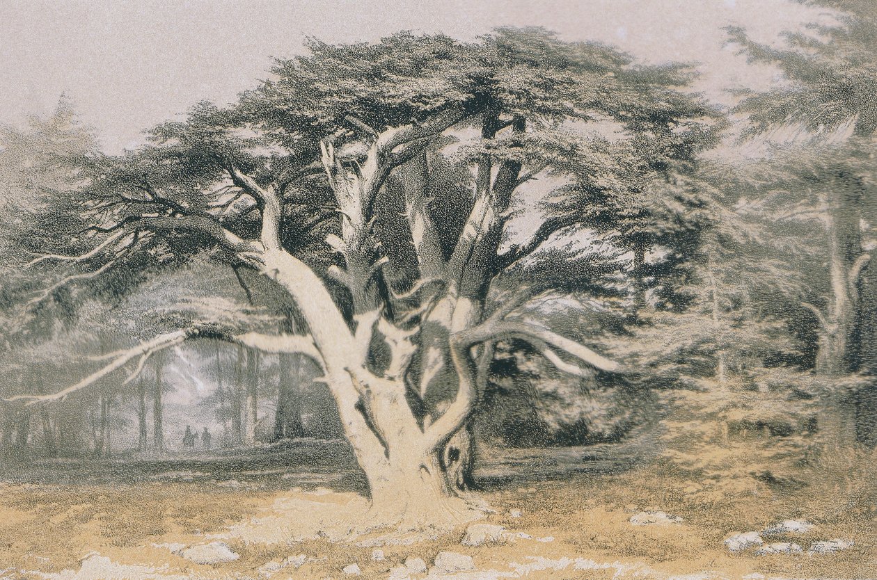 Cedry Libanu. Akwaforta Bernatza et alii - Steinkopk J.F. Redaktor autorstwa Johann Martin Bernatz