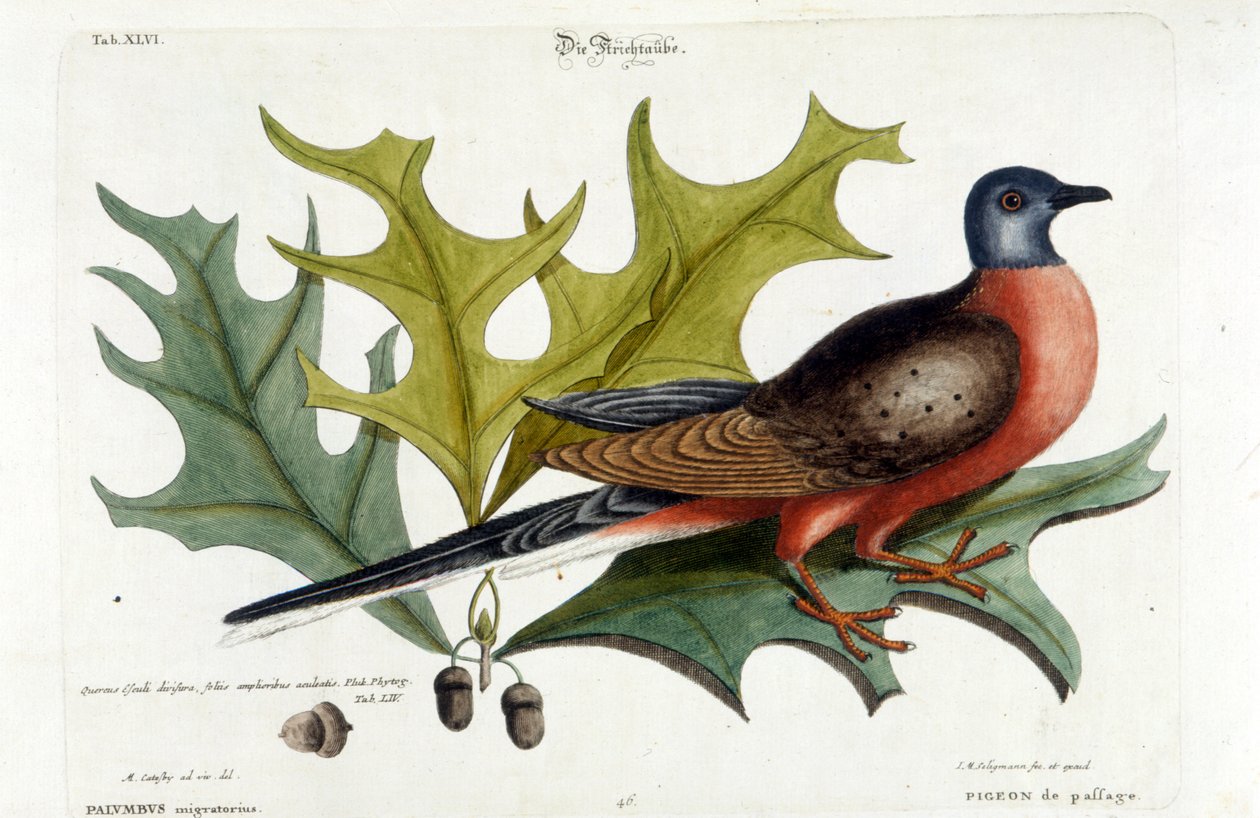 Gołąb wędrowny, obecnie wymarły. Zoo, Seligman 1749 autorstwa Johann Michael Seligmann