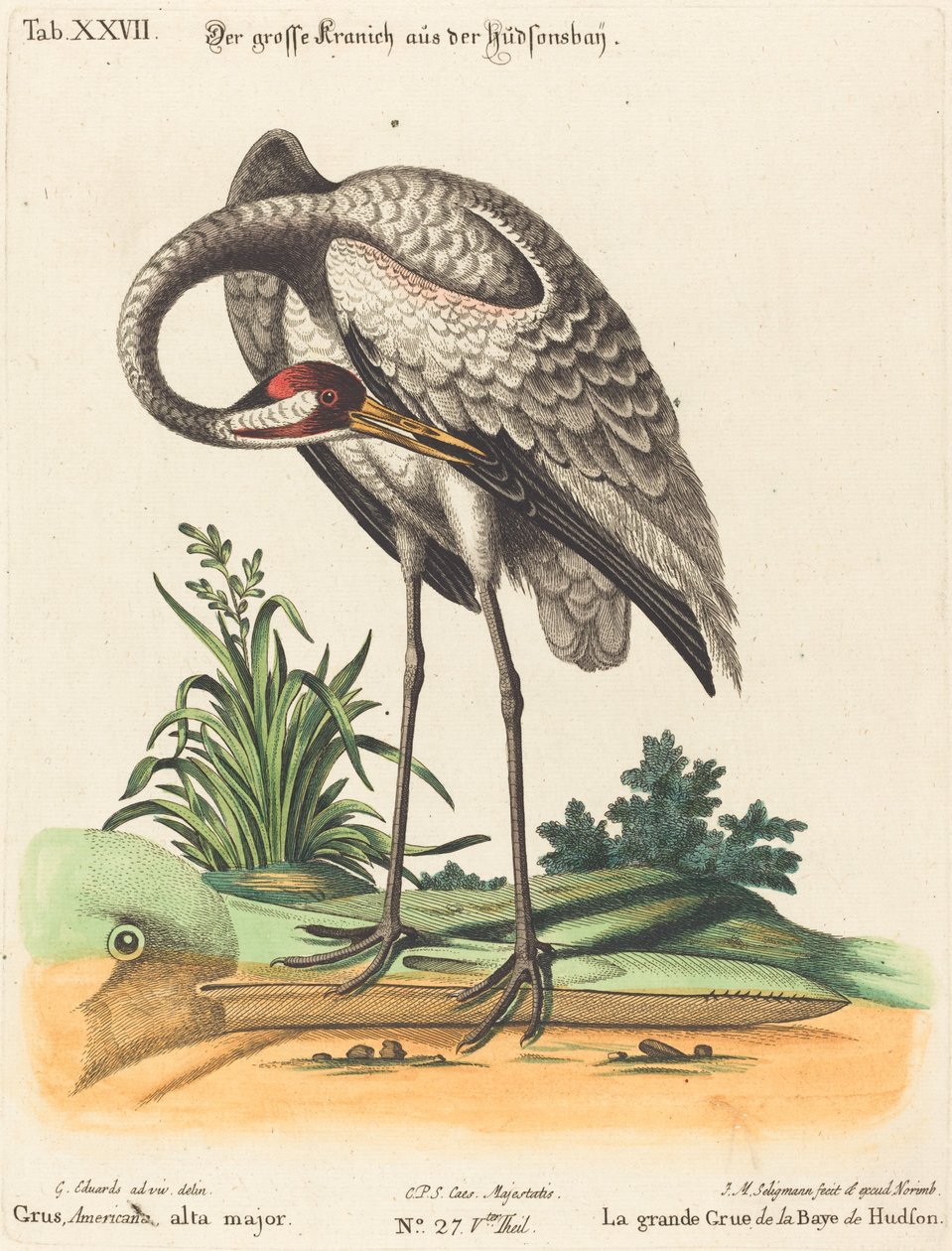 Grus Americana, wysoki dur autorstwa Johann Michael Seligmann after George Edwards