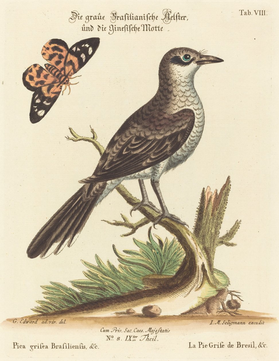 Pica grisea Brasiliensis autorstwa Johann Michael Seligmann after George Edwards