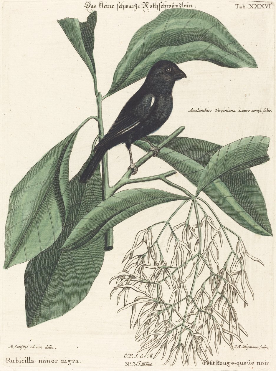 Mały czarny gil (Rubicilla minor nigra) autorstwa Johann Michael Seligmann after Mark Catesby