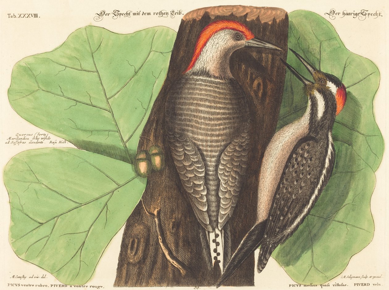Dzięcioł czerwonobrzuchy (Picus Carolinus) autorstwa Johann Michael Seligmann after Mark Catesby