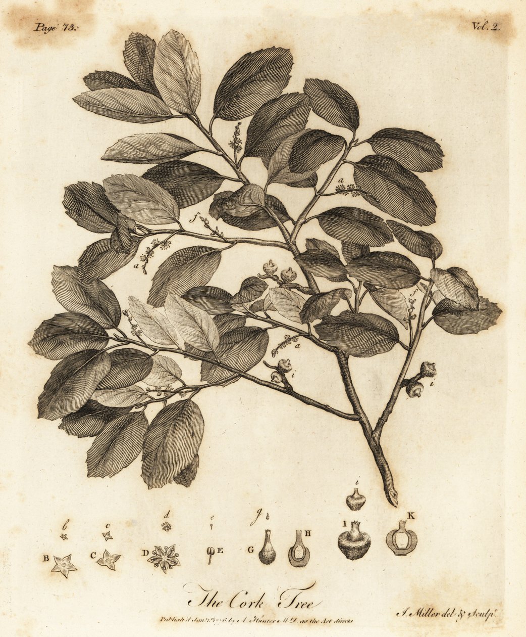 Dąb korkowy, Quercus suber. autorstwa Johann Sebastien Muller