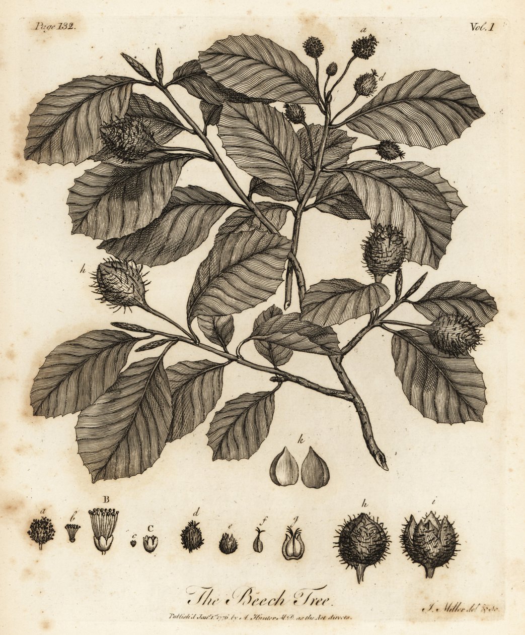Buk zwyczajny lub buk zwyczajny, Fagus sylvatica. autorstwa Johann Sebastien Muller