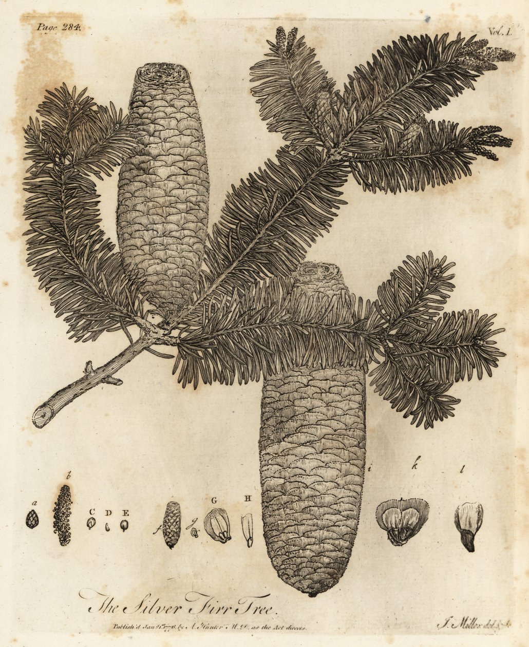 Jodła pospolita, Abies alba. autorstwa Johann Sebastien Muller