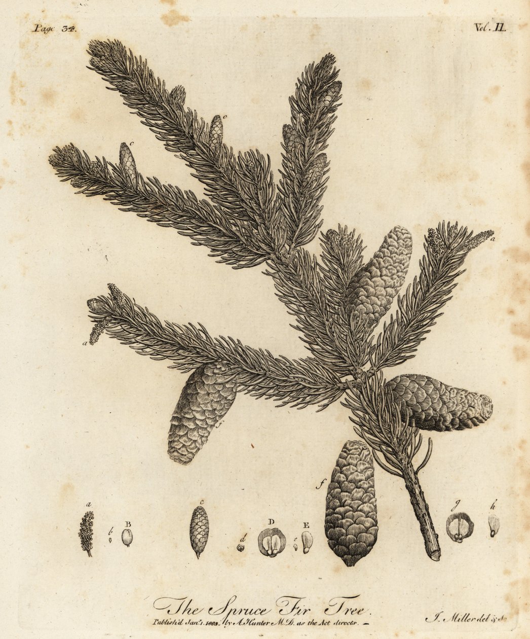 Świerk pospolity lub świerk europejski, Picea abies autorstwa Johann Sebastien Muller