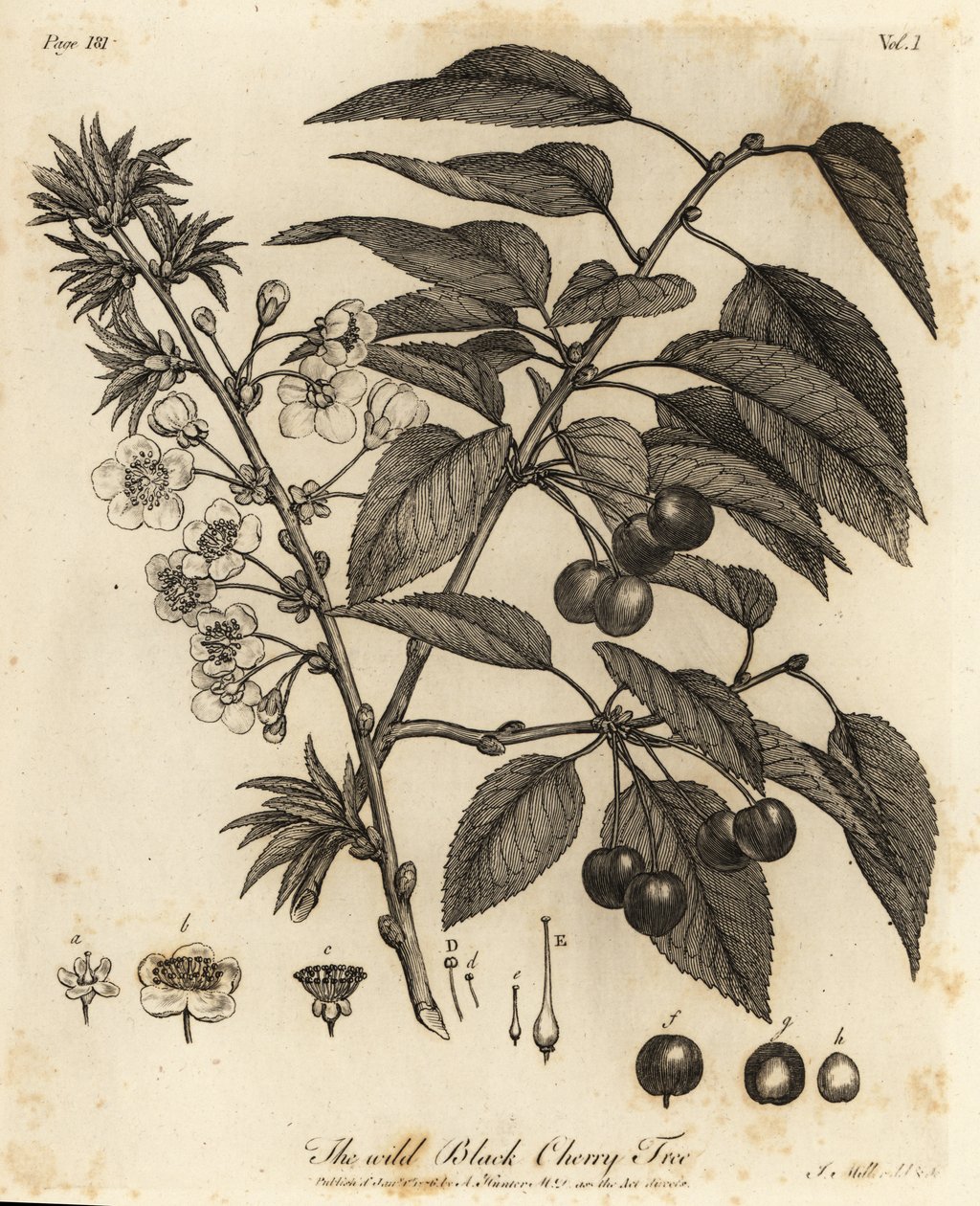 Wiśnia, wiśnia cierpka lub wiśnia karłowata, Prunus cerasus. autorstwa Johann Sebastien Muller