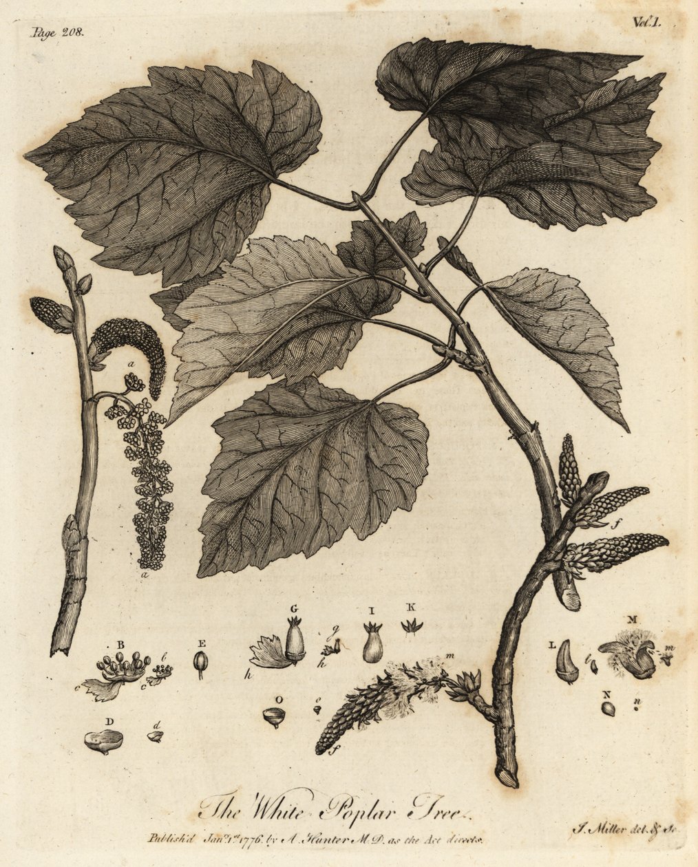 Topola biała, Populus alba. autorstwa Johann Sebastien Muller