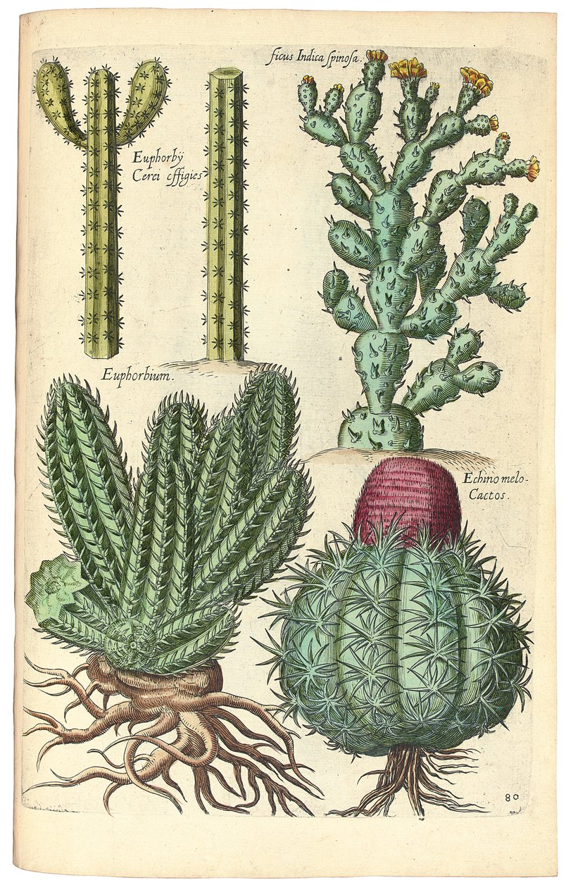 Kaktusy, 1641 autorstwa Johann Theodor de Bry