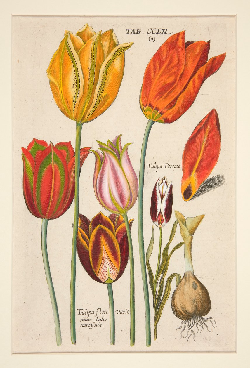 Nowe Florilegium, to Różnorodne i Największe Promienie Kwiatów i Roślin (Talerz Kwiatów); (tulipany); z zestawu 81 talerzy autorstwa Johann Theodor de Bry