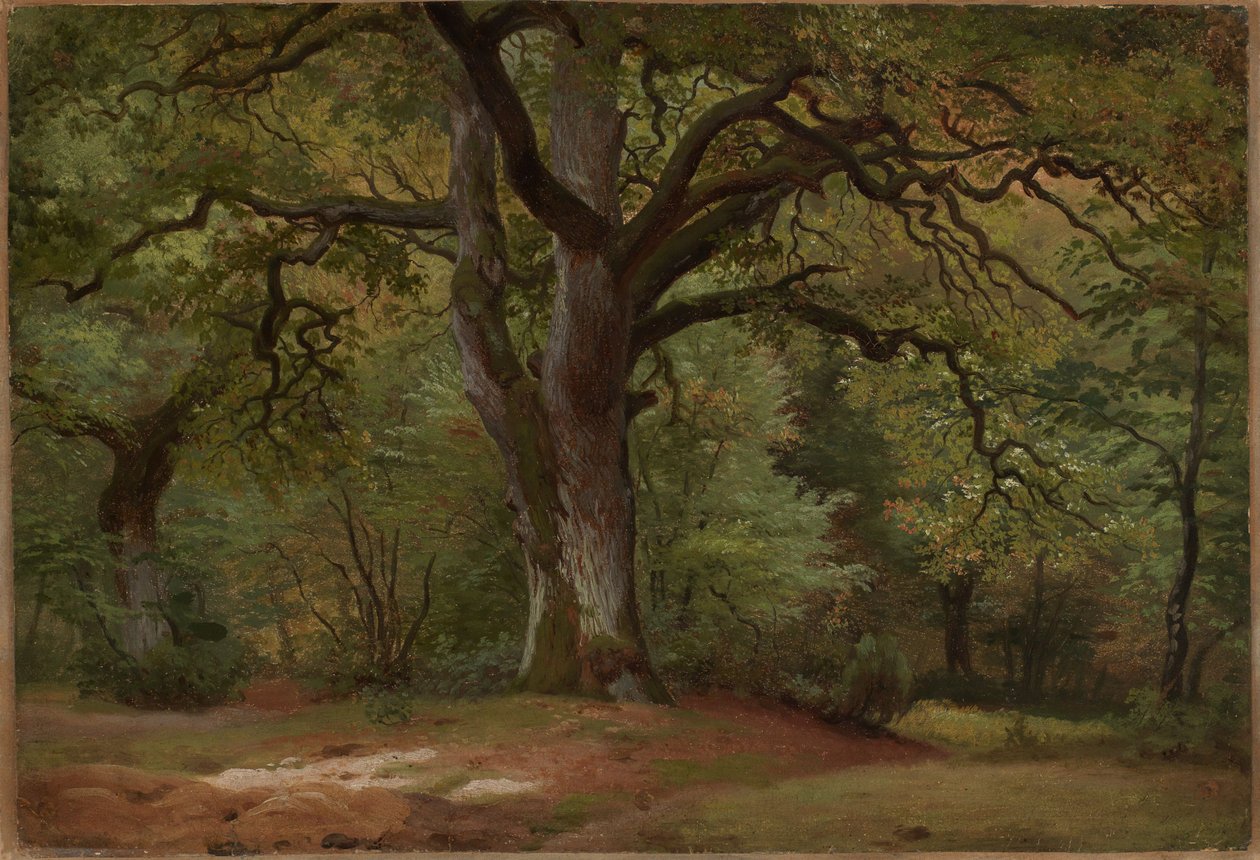 Las dębowy w Sollingu autorstwa Johann Wilhelm Schirmer