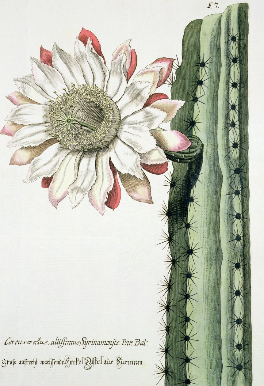 Cereus Erectus Altissimus Syrinamensis z Phythanthoza Iconographica wydanej w Niemczech w latach 1737-45 autorstwa Johann Wilhelm Weinman