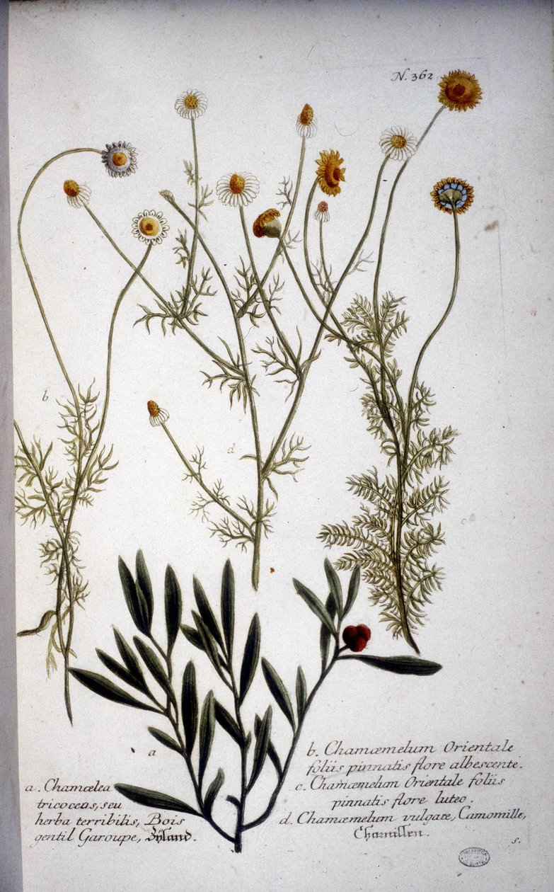 Kilka gatunków Chamaemelum (rumianek) – W „” Herbarium J.W.Weinmanna w 1737 r. autorstwa Johann Wilhelm Weinman