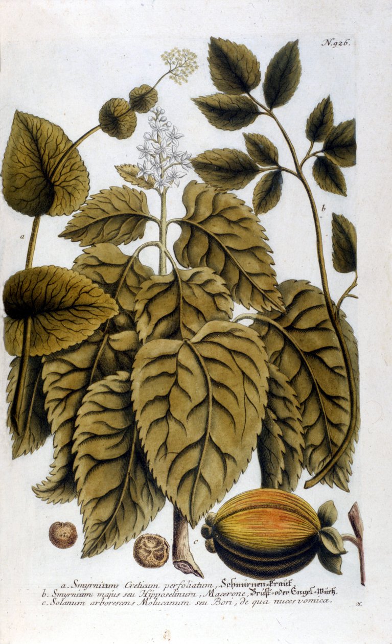 Smyrnium Cretium perfoliatum - Maceron de Crete lub Maceron perfolia. Talerz zaczerpnięty z zielnika J.W. Weinmanna autorstwa Johann Wilhelm Weinman