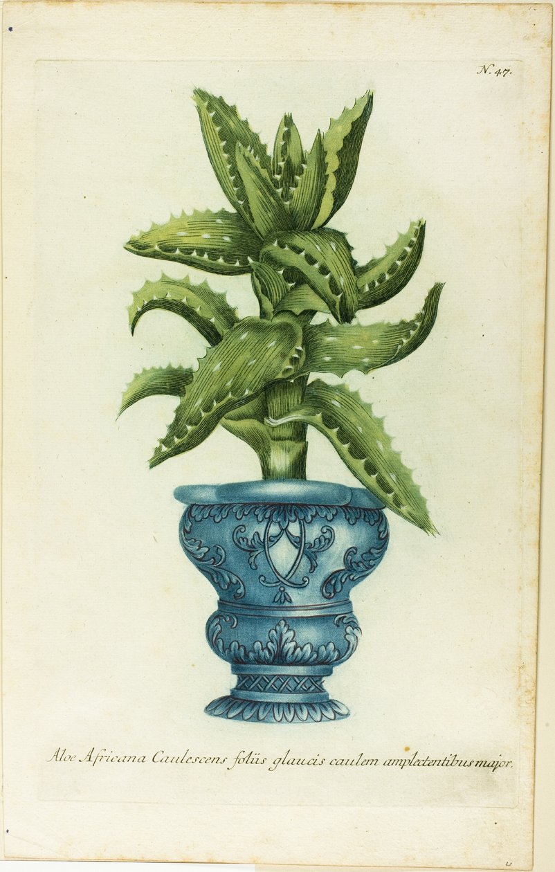 Aloes afrykański, płyta 47 z Ikonografii Phanthoza autorstwa Johann Wilhelm Weinmann