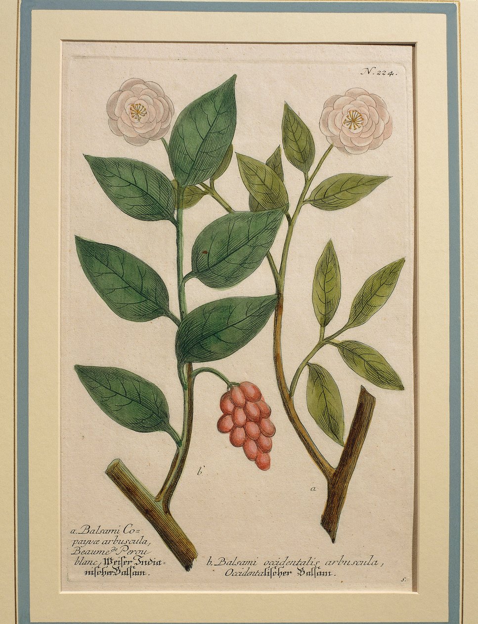 Krzew balsamiczny zachodni, kolorowy grawer autorstwa Johann Wilhelm Weinmann