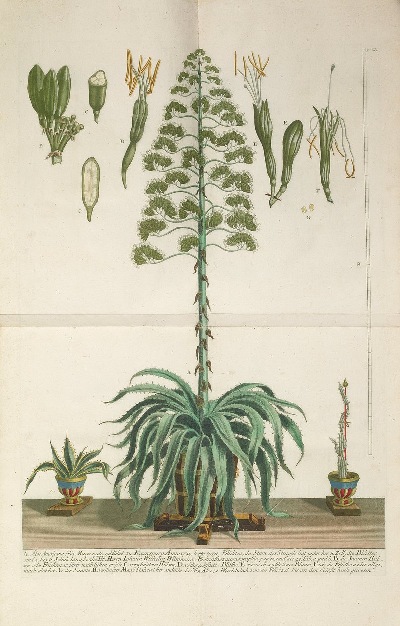 Grawerowana i mezzotinta tabliczka z Aloe Americana folio Mucronato, ok. 1900 r. 1735-1737 autorstwa Johann Wilhelm Weinmann