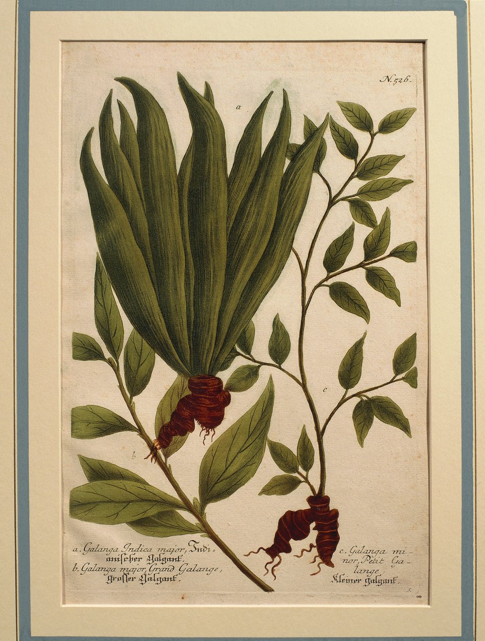 Galangal większy (Alpinia galanga), Galanga Indica major i Galanga major, kolorowy grawerunek autorstwa Johann Wilhelm Weinmann