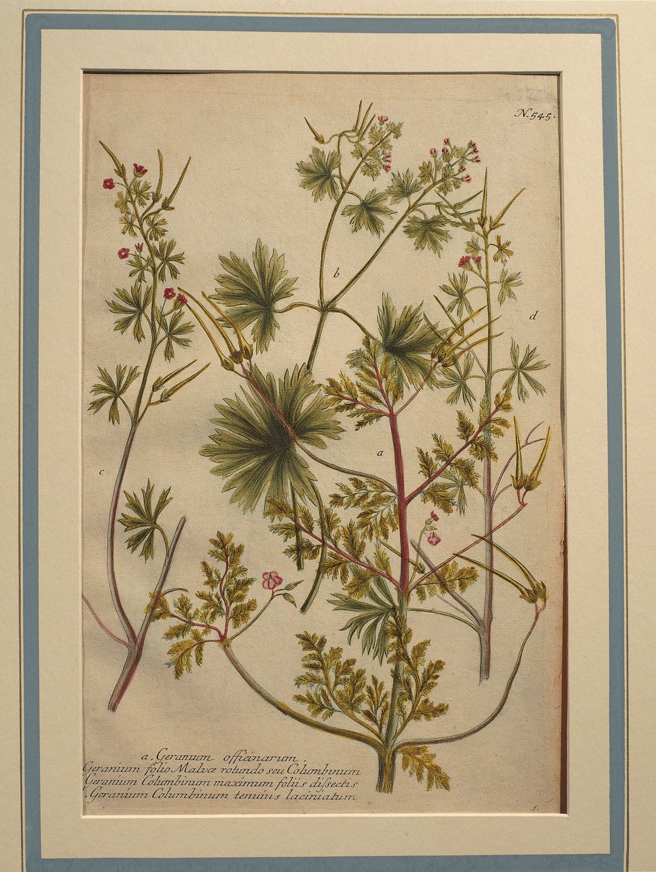 Herb Robert (Geranium robertianum), kolorowy grawer autorstwa Johann Wilhelm Weinmann