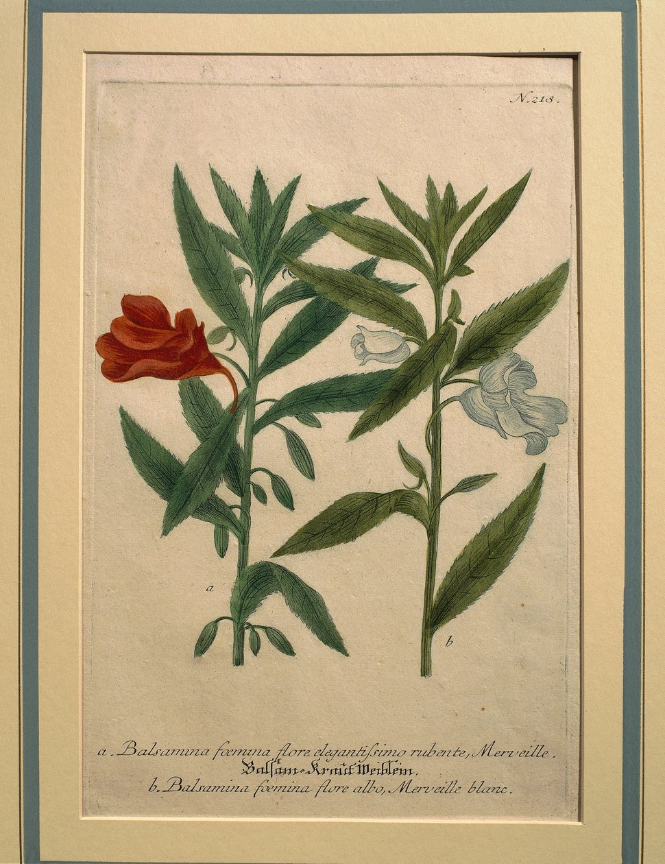 Niecierpek, kolorowy grawer autorstwa Johann Wilhelm Weinmann