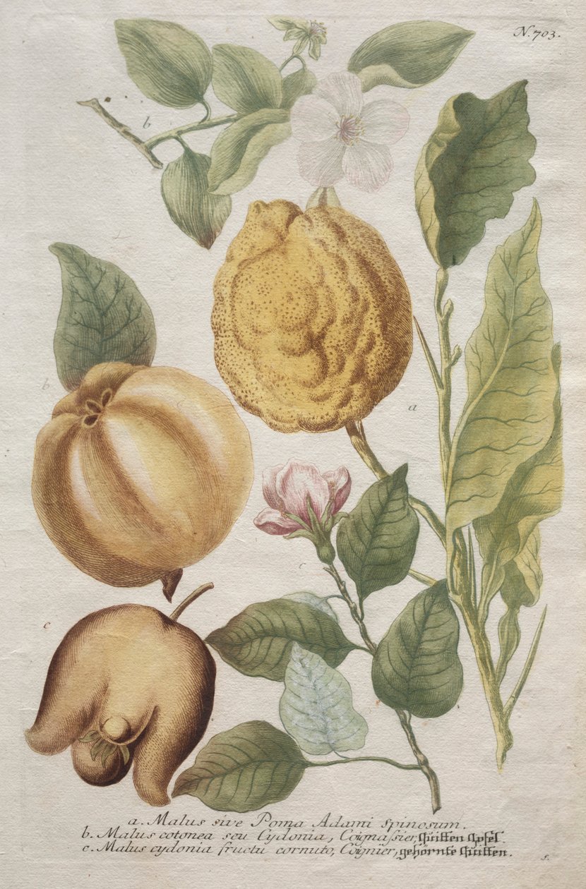 Ikonografia Phytantozy: nr 703. autorstwa Johann Wilhelm Weinmann