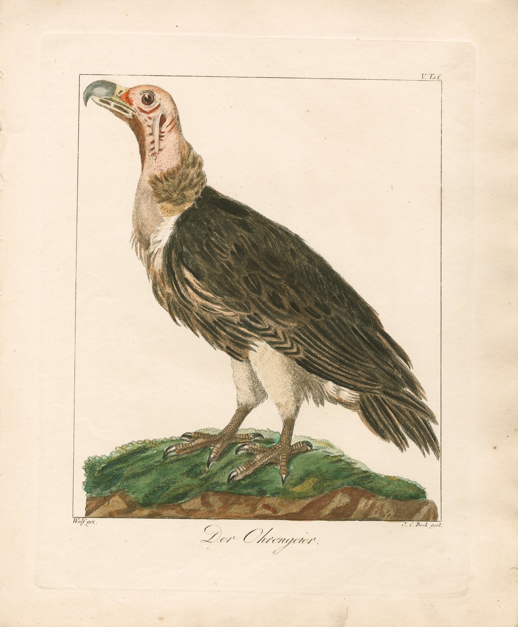  autorstwa Johann Wolf