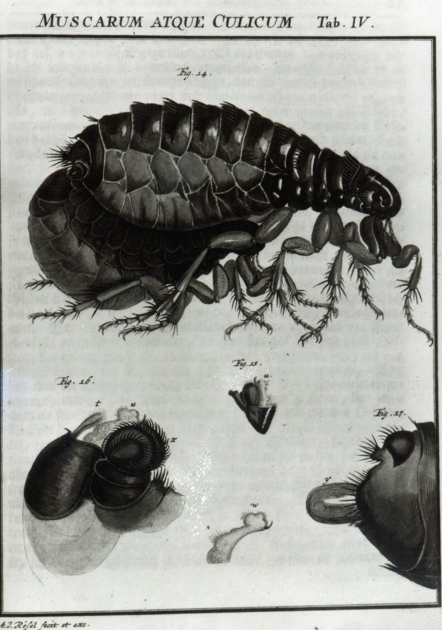 Tabela IV much i pcheł autorstwa August Johann Rösel von Rosenhof