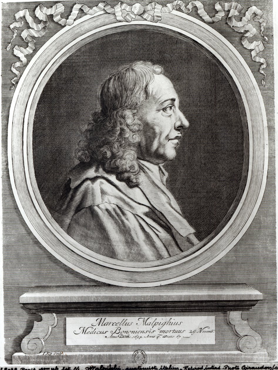 Marcello Malpighi (1628-94) lat 67, 1694 autorstwa Johannes Kip