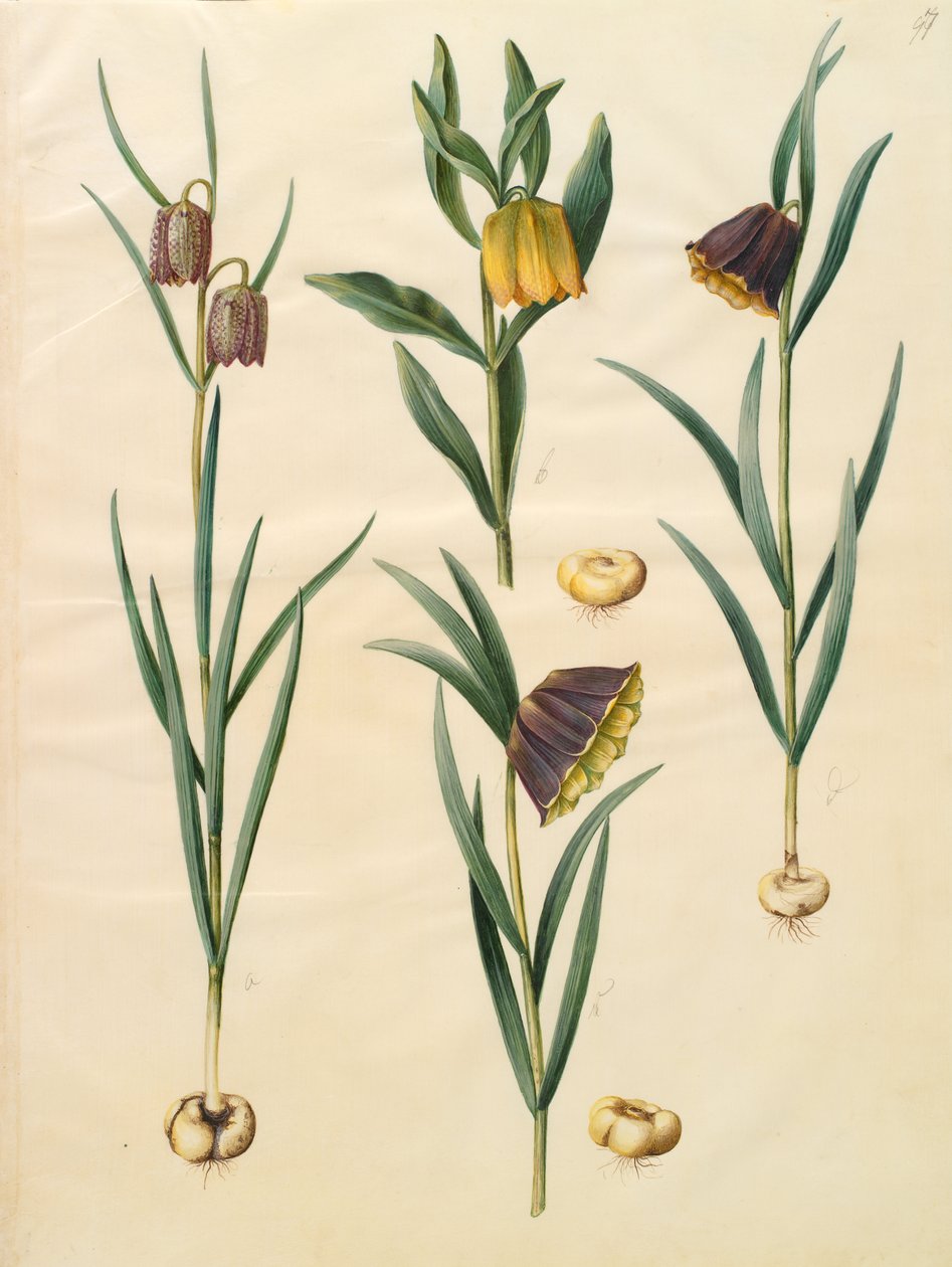 Fritillaria meleagris autorstwa Johannes Simon Holtzbecher