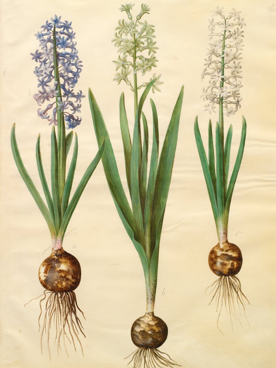 Hyacinthoides orientalis simp et pl autorstwa Johannes Simon Holtzbecher