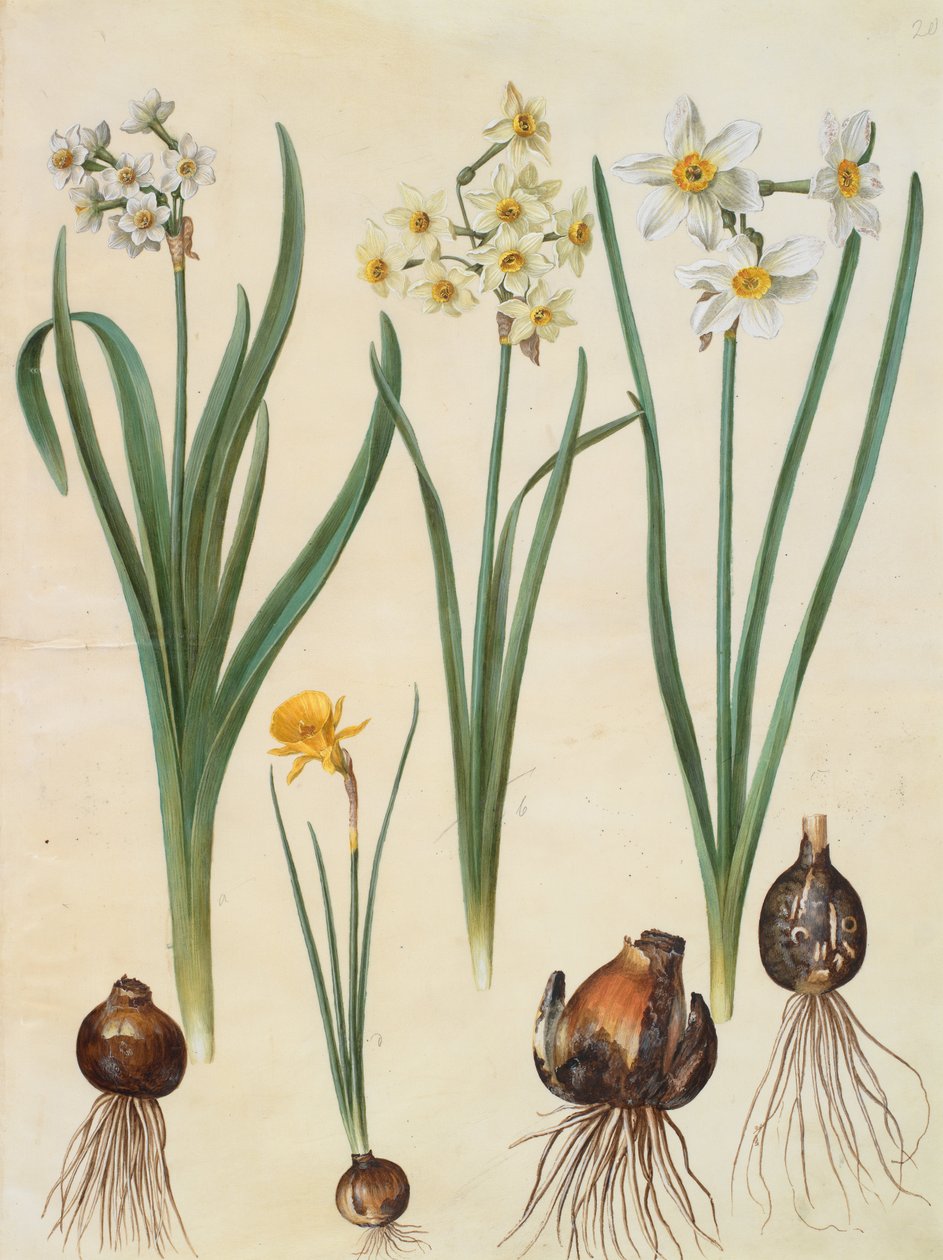 Narcissus tazetta autorstwa Johannes Simon Holtzbecher