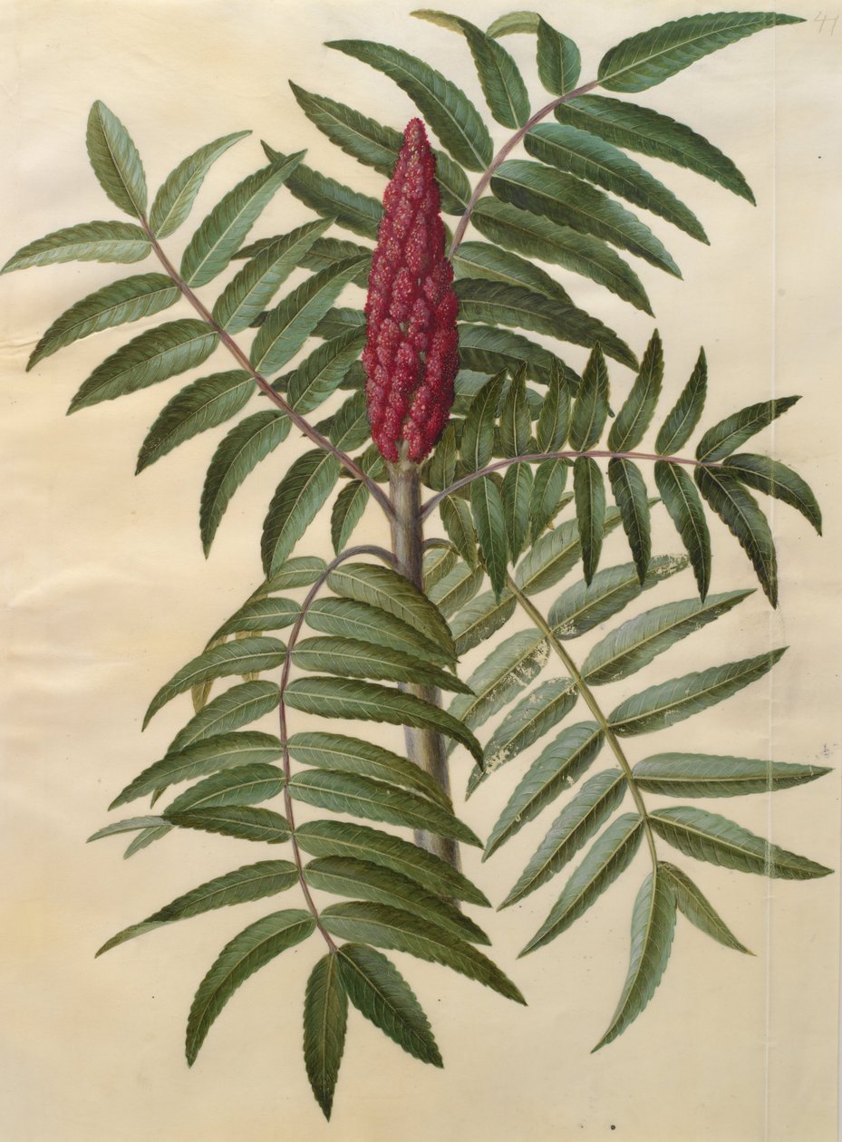 Rhus typhina autorstwa Johannes Simon Holtzbecher