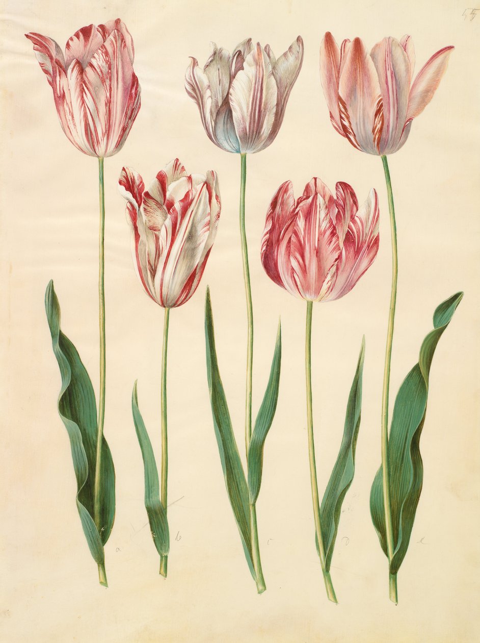 Tulipa gesneriana autorstwa Johannes Simon Holtzbecher