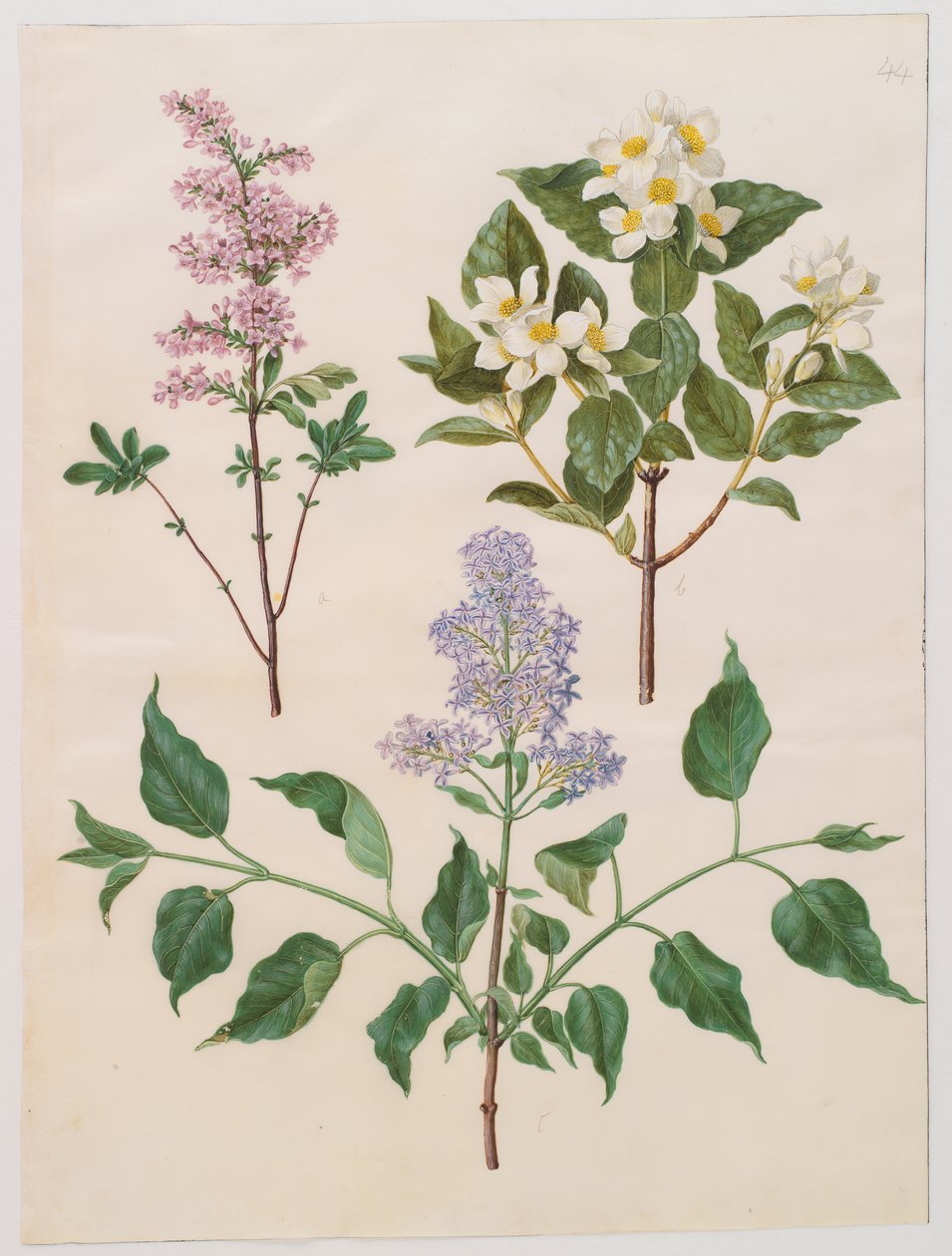 Syringa x persica; Philadelphus coronarius; Syringa vulgaris autorstwa Johannes Simon Holtzbecker