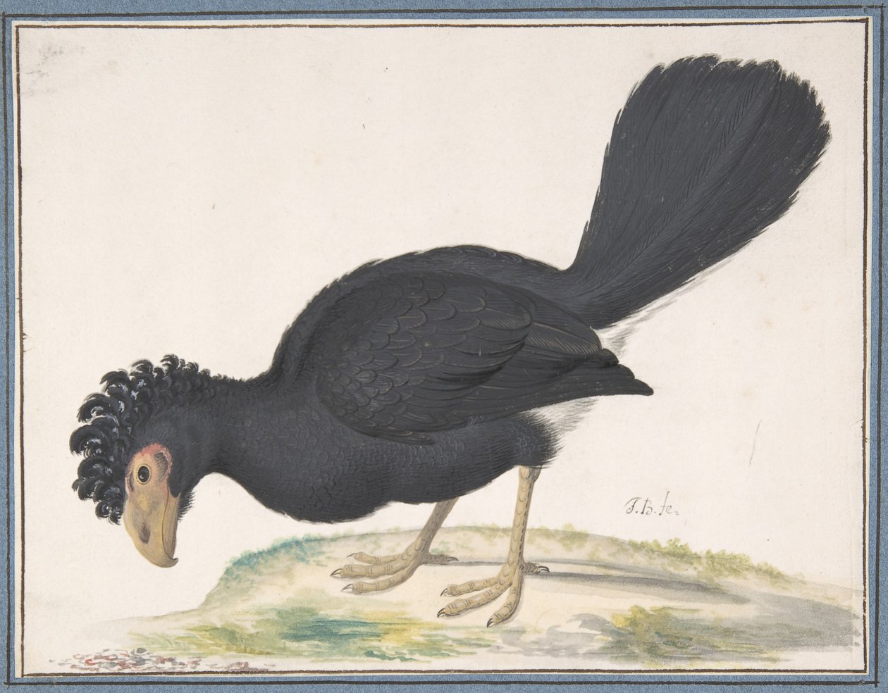 Czarny Curassow, b.d. autorstwa Johannes Bronckhorst