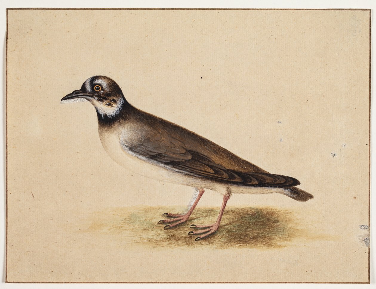 Ptak autorstwa Johannes Bronckhorst