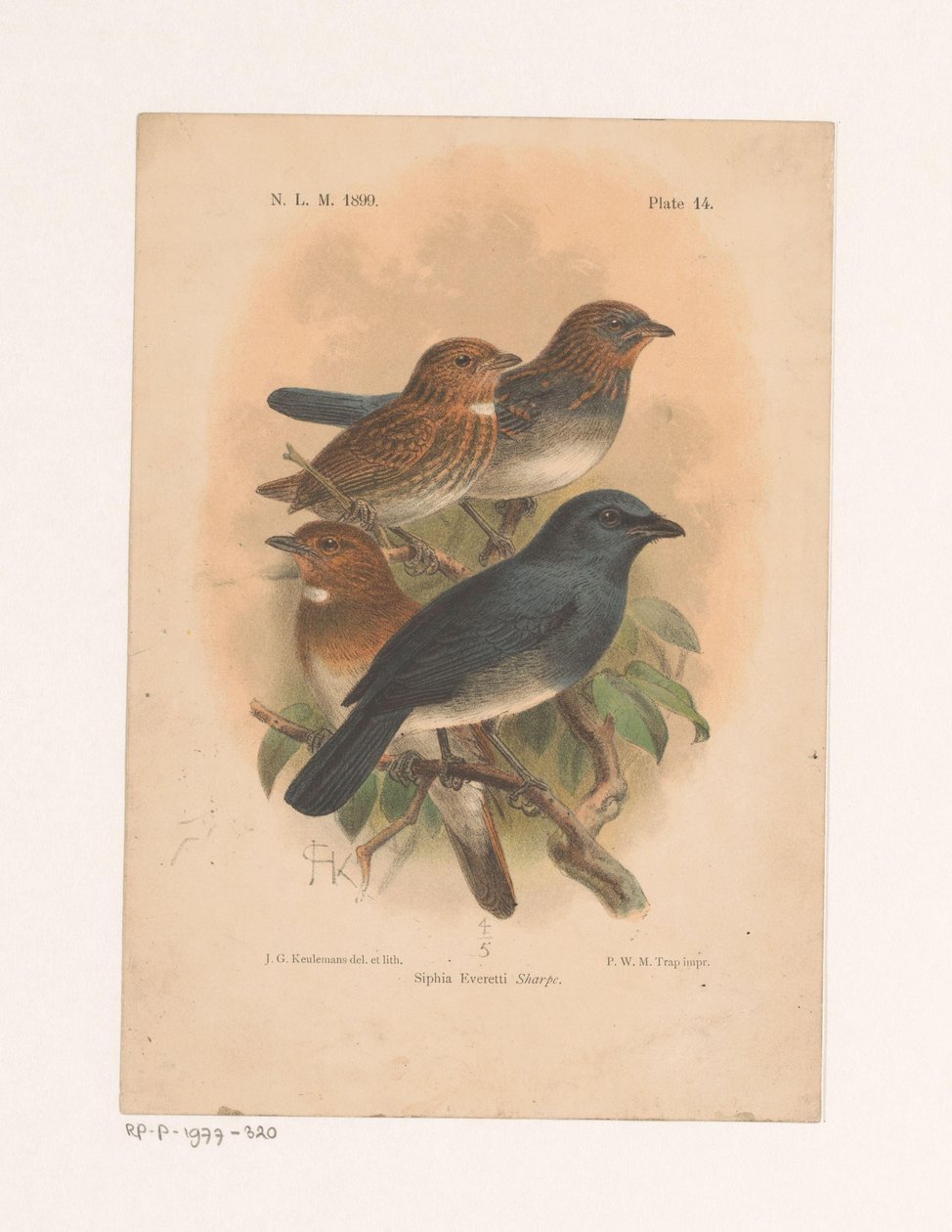 Cztery ptaki na gałęzi Siphia Everetti Sharpe (tytuł na obiekcie) autorstwa Johannes Gerardus Keulemans