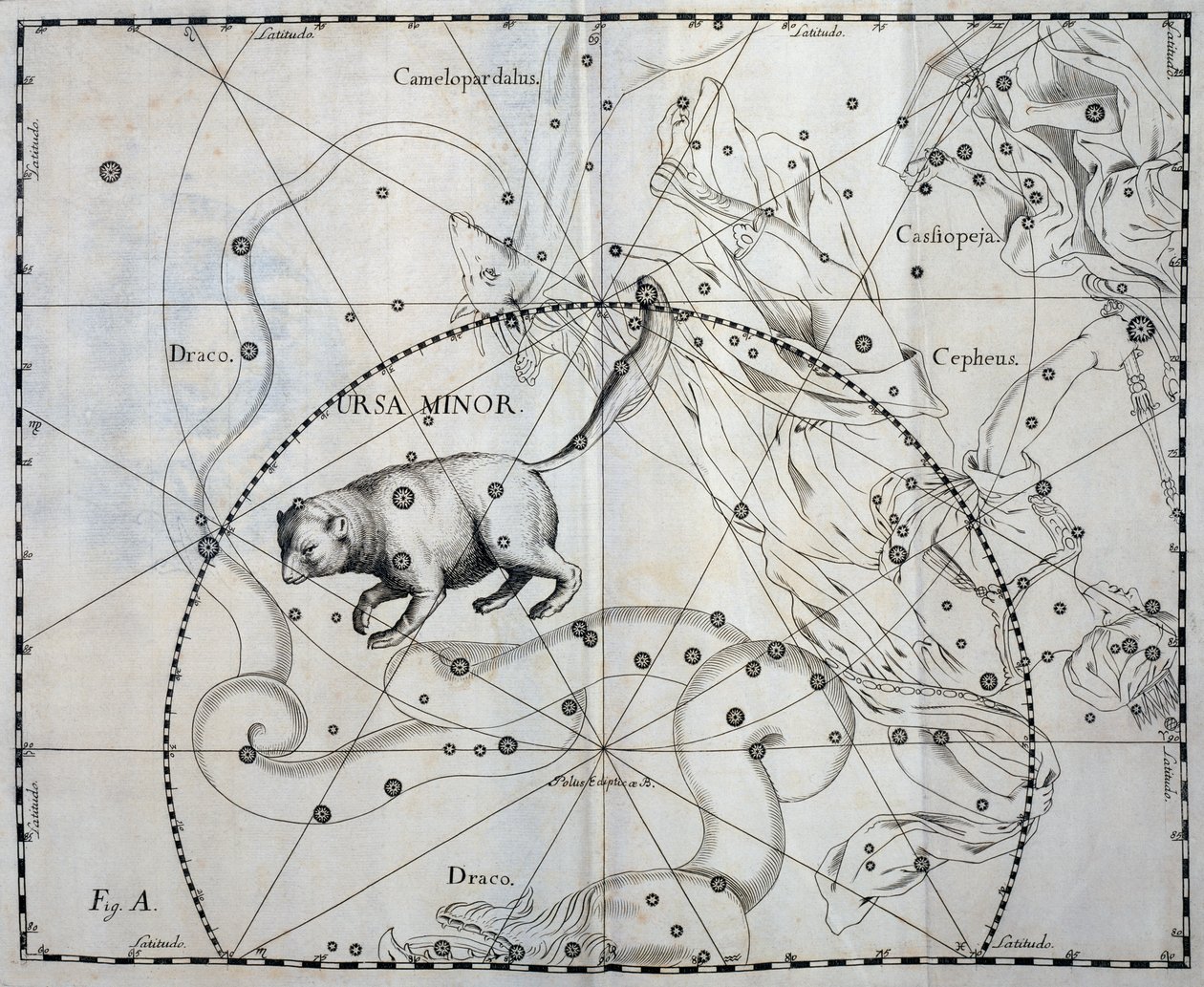 Ursa Minor, Borealna konstelacja Ursa Minor, rycina z atlasu niebieskiego Firmamentum Sobiescianum sive Uronographia, autorstwa Jana Heweliusza (1611-1687), Gdańsk autorstwa Johannes Hevelius