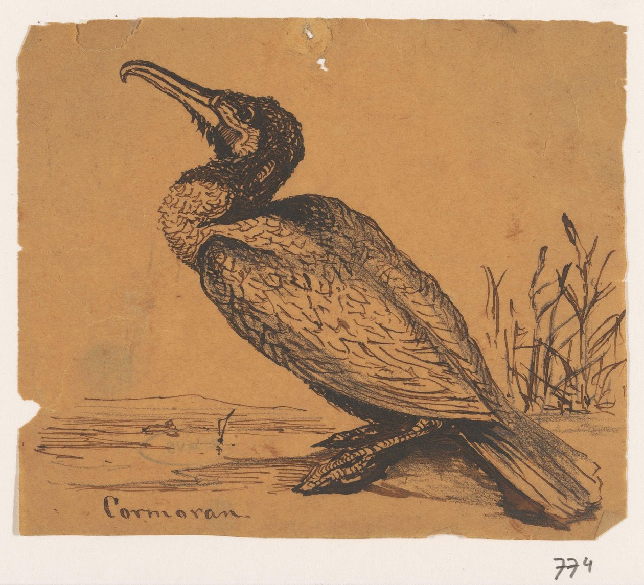 Kormoran Cormoran (tytuł na obiekcie) autorstwa Johannes Tavenraat