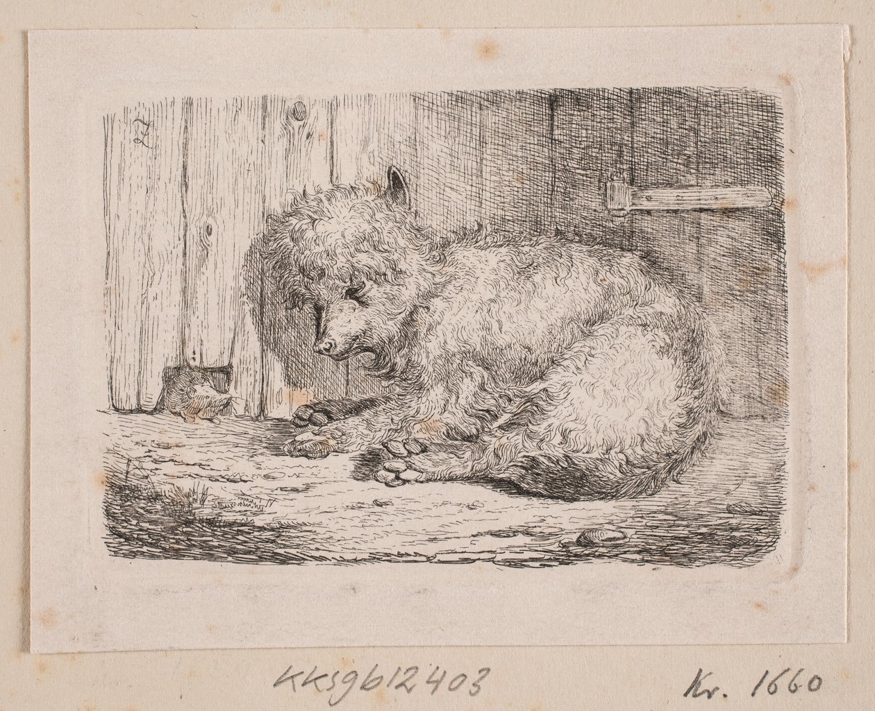 Pies długowłosy autorstwa Johannes Wilhelm Zillen
